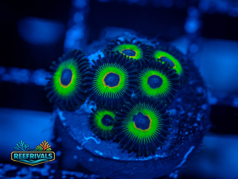 ECC Bob Marley Zoa coral image from ReefRivals, listed as Zoanthus sp. and Zoas