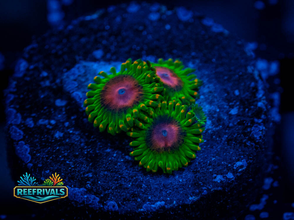 ECC Awesome Blossom Zoa WYSIWYG coral image | ReefRivals ECC Awesome Blossom Zoa coral image from ReefRivals, listed as Zoanthus sp. and Zoas
