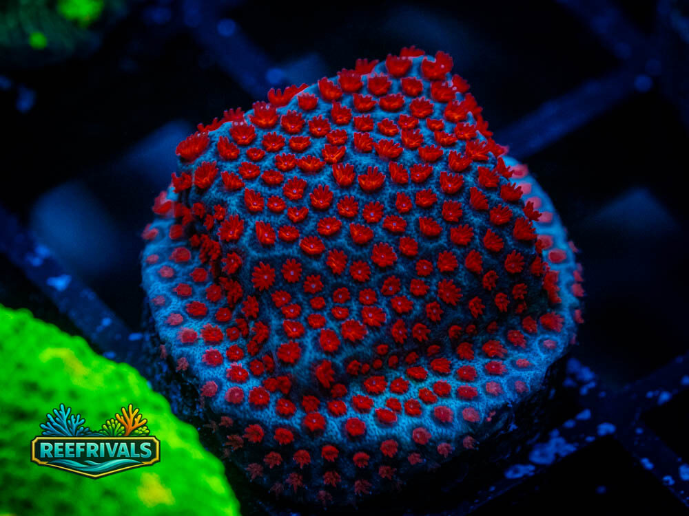 ECC Superman Monti coral image from ReefRivals, listed as Montipora sp. and Montis