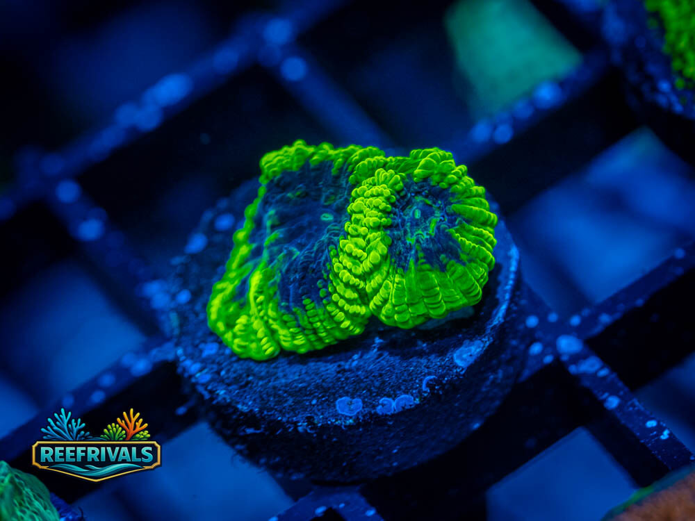 CC Green Goblin Favia WYSIWYG coral image | ReefRivals CC Green Goblin Favia coral image from ReefRivals, listed as Favia sp. and Favias