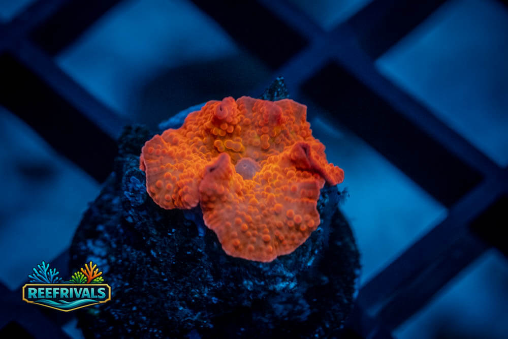 RVL Orange Sherbert coral image from ReefRivals, listed as Rhodactis sp. and Mushrooms