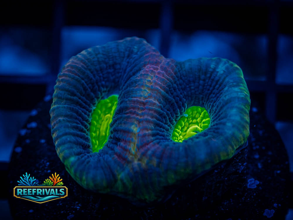 RVL Alien Eyes Variant WYSIWYG coral image | ReefRivals RVL Alien Eyes Variant coral image from ReefRivals, listed as Favia sp. and Favias
