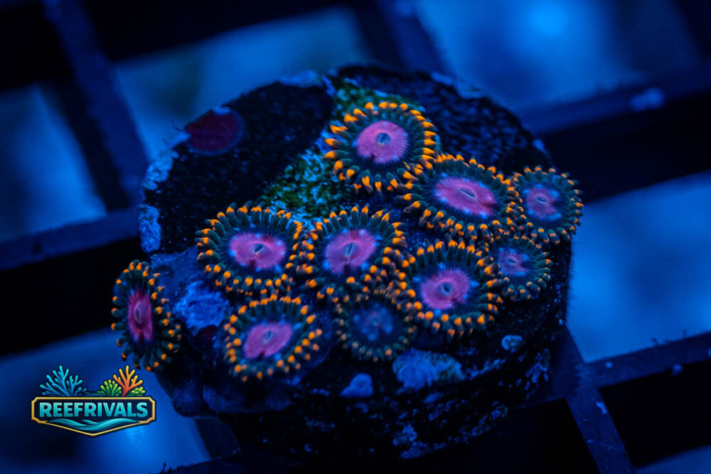 KH Sunburst Zoa WYSIWYG coral image | ReefRivals KH Sunburst Zoa coral image from ReefRivals, listed as Zoanthus sp. and Zoas