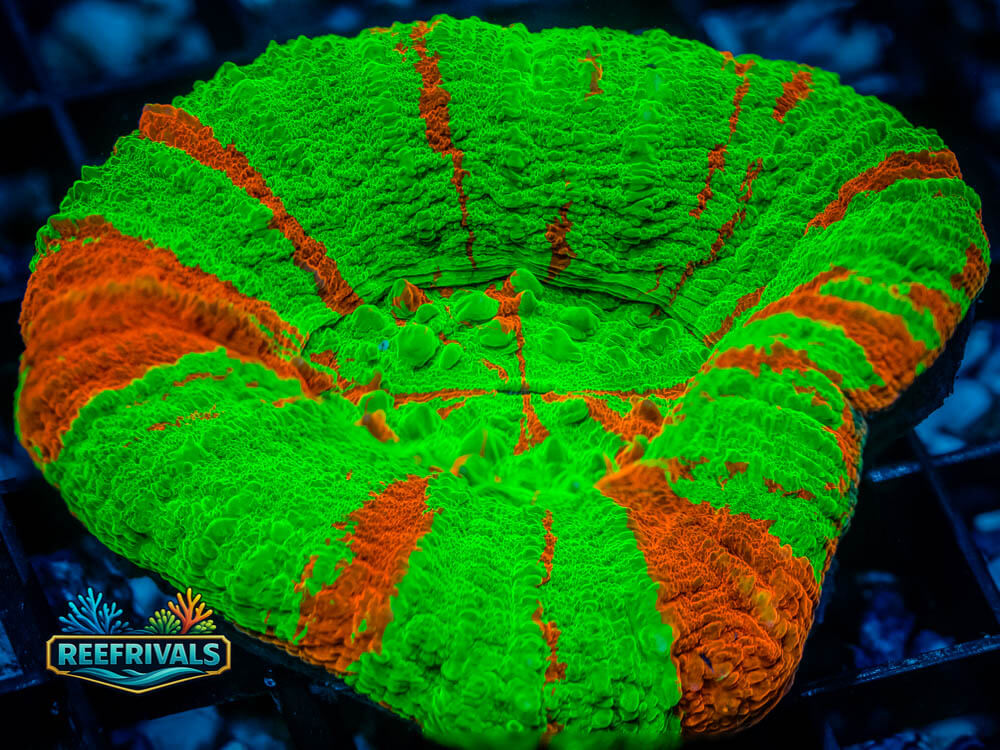 ECC Bleeding Apple Scoly coral image from ReefRivals, listed as Scolymia australis and LPS Fleshy