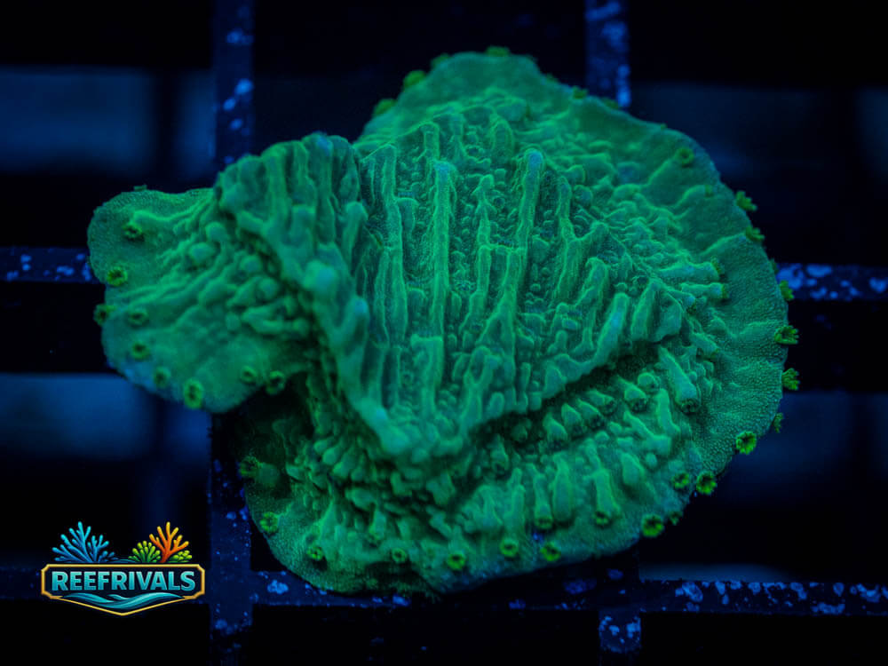 RVL Green Monti Cap WYSIWYG coral image | ReefRivals RVL Green Monti Cap coral image from ReefRivals, listed as Montipora capricornis and Montis