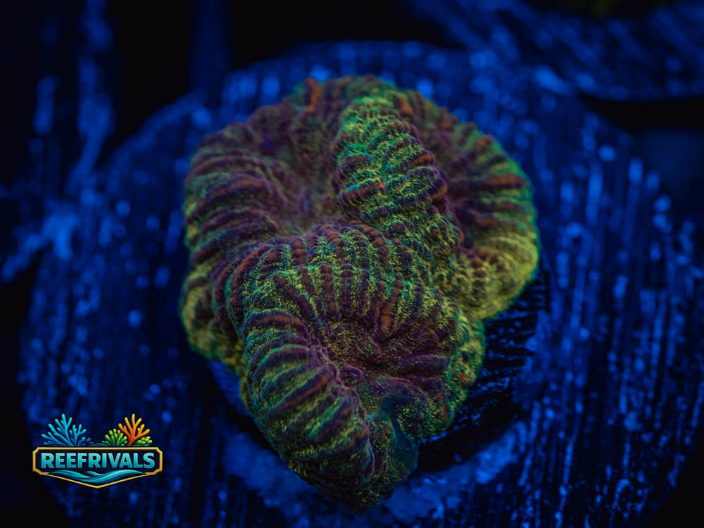 ECC Gold Rush Favia WYSIWYG coral image | ReefRivals ECC Gold Rush Favia coral image from ReefRivals, listed as Favia sp. and Favias