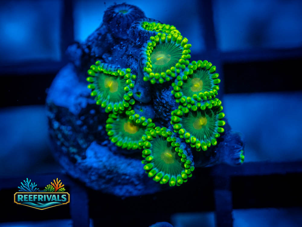 ECC Green Bay Packers Zoa coral image from ReefRivals, listed as Zoanthus sp. and Zoas