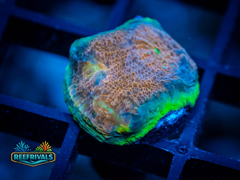 ECC Quantum Leap Chalice coral image from ReefRivals, listed as Echinophyllia sp. and Chalices