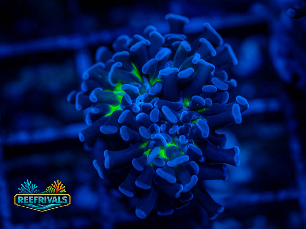 ECC Prince of Crime Hammer coral image from ReefRivals, listed as Euphyllia ancora and Hammers