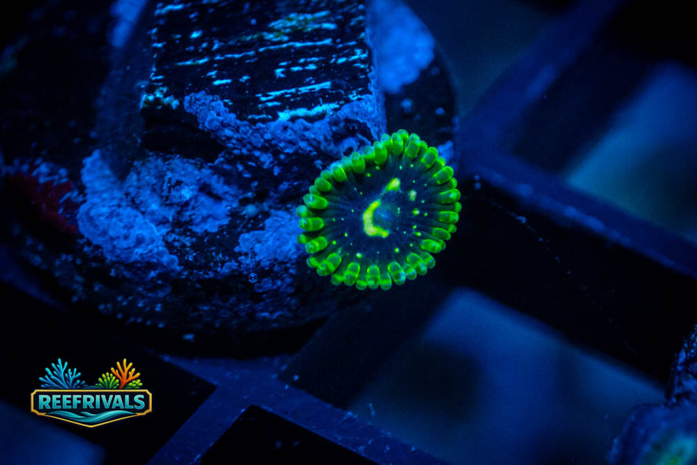 OG Exosphere Zoa coral image from ReefRivals, listed as Zoanthus sp. and Zoas