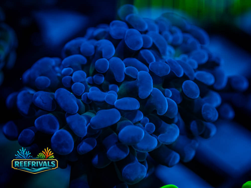 ECC Blue Gusher Hammer coral image from ReefRivals, listed as Euphyllia ancora and Hammers