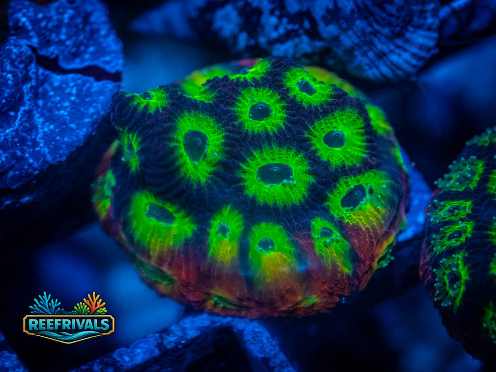 War Coral Favia WYSIWYG image | ReefRivals War Coral Favia coral image from ReefRivals, listed as Favia sp. and Favias