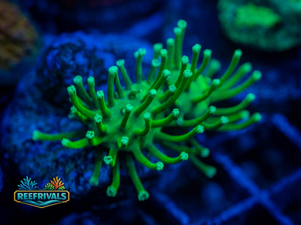 RVL Toadstool Leather coral image from ReefRivals, listed as Sarcophyton sp. and Soft Coral