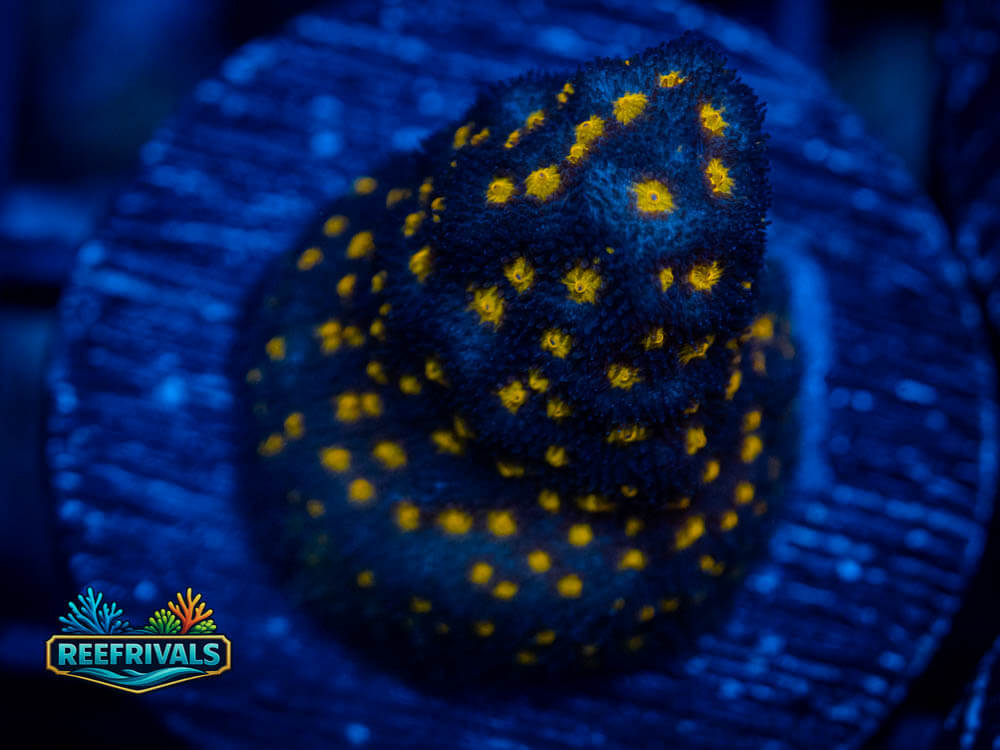ECC Outerspace coral image from ReefRivals, listed as Psammocora sp. and SPS Plating