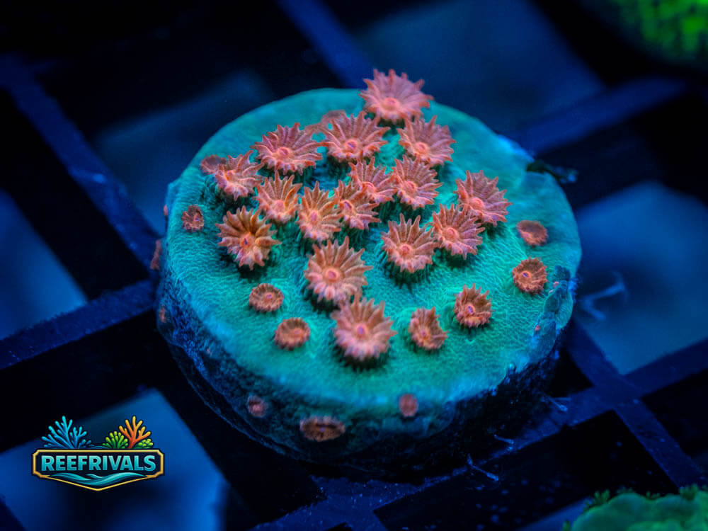 TSA Meteor Shower Cyphastrea coral image from ReefRivals, listed as Cyphastrea sp. and Encrusting