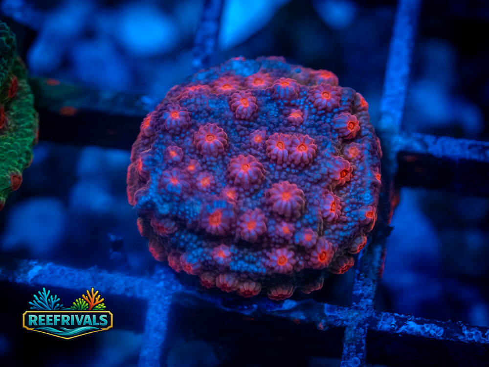 ECC Red Brick Cyphastrea coral image from ReefRivals, listed as Cyphastrea sp. and Encrusting