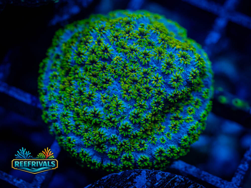 Dizzy Devil Leptastrea WYSIWYG coral image | ReefRivals Dizzy Devil Leptastrea coral image from ReefRivals, listed as Leptastrea sp. and Encrusting