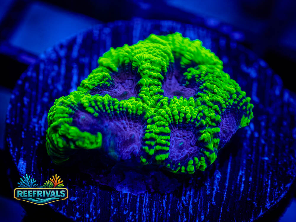 TSA The Joker Favia WYSIWYG coral image | ReefRivals TSA The Joker Favia coral image from ReefRivals, listed as Favia sp. and Favias