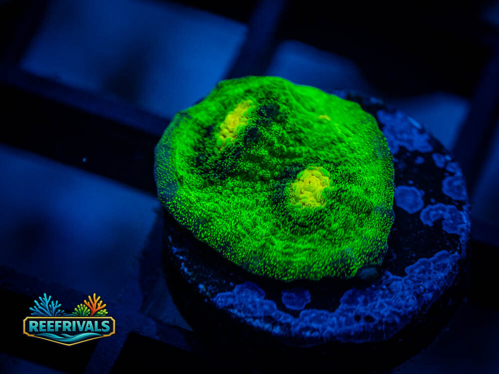 ECC Space Invader Chalice coral image from ReefRivals, listed as Echinophyllia sp. and Chalices