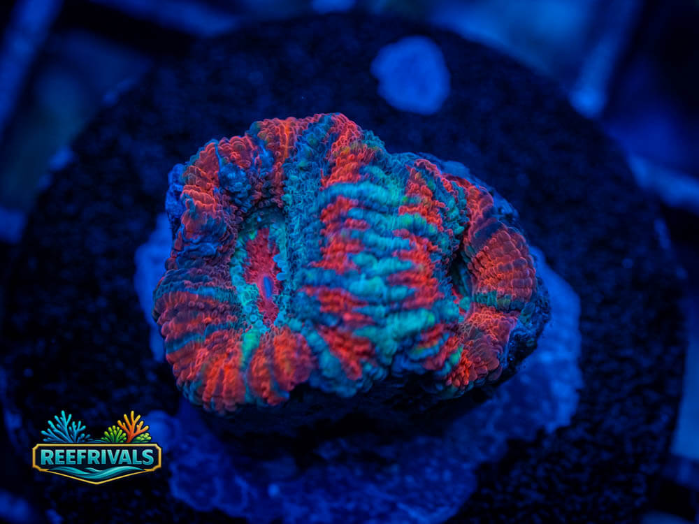 RVL Fire and Ice Acan coral image from ReefRivals, listed as Acanthastrea echinata and Acans