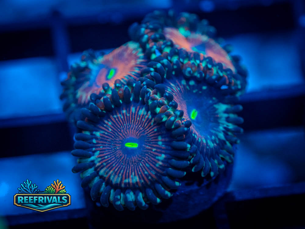 ECC Salted Agave Zoa coral image from ReefRivals, listed as Zoanthus sp. and Zoas