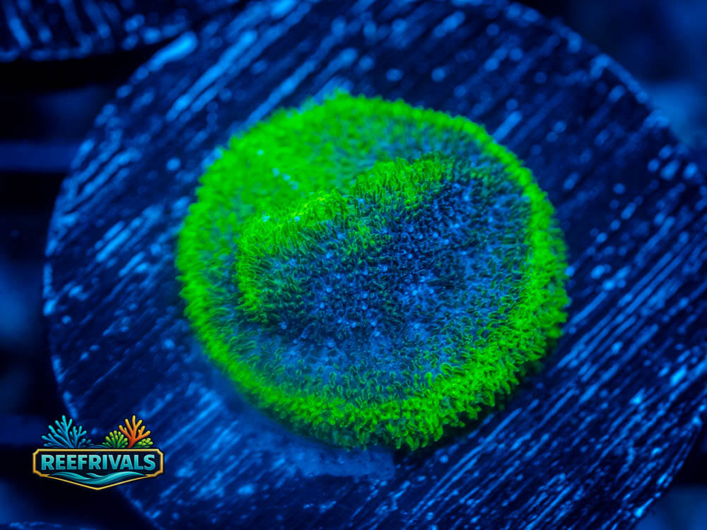 WWC Blueberry Haze coral image from ReefRivals, listed as Psammocora sp. and Encrusting
