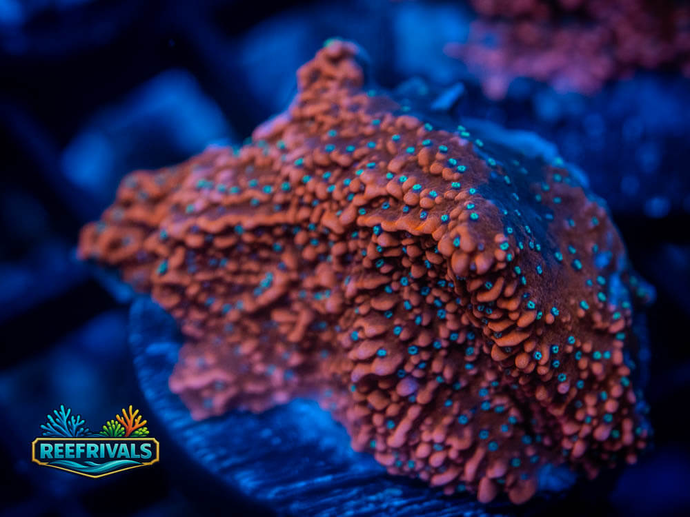 WWC Dragonfruit Monti coral image from ReefRivals, listed as Montipora sp. and Montis