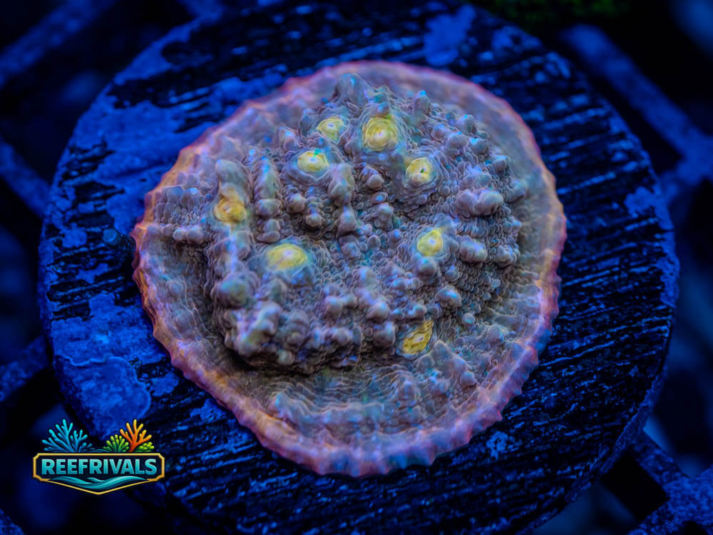 TSA Proper Peach Chalice WYSIWYG coral image | ReefRivals TSA Proper Peach Chalice coral image from ReefRivals, listed as Echinophyllia sp. and Chalices