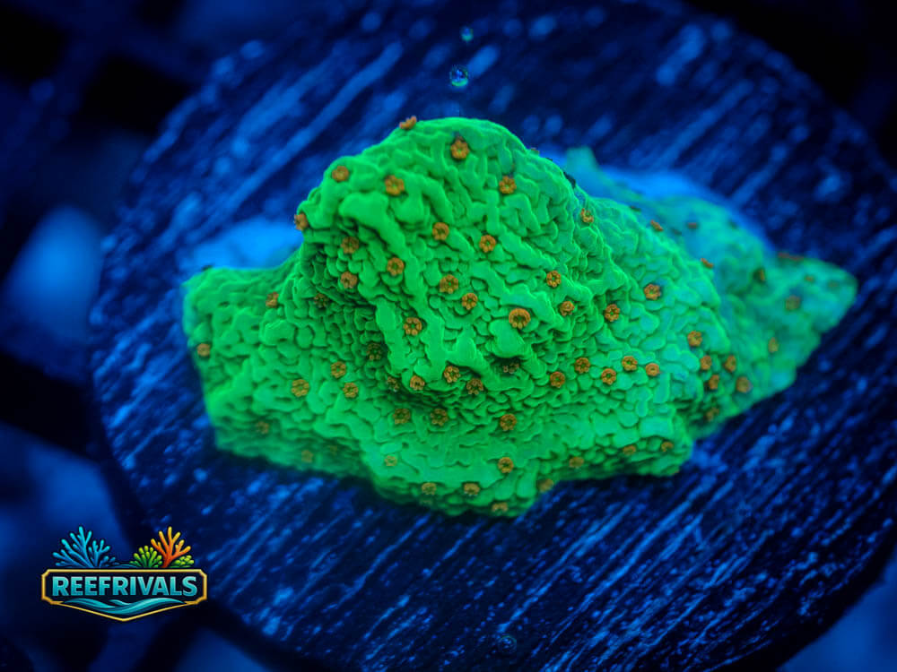 WWC Seasons Greetings Monti coral image from ReefRivals, listed as Montipora sp. and Montis