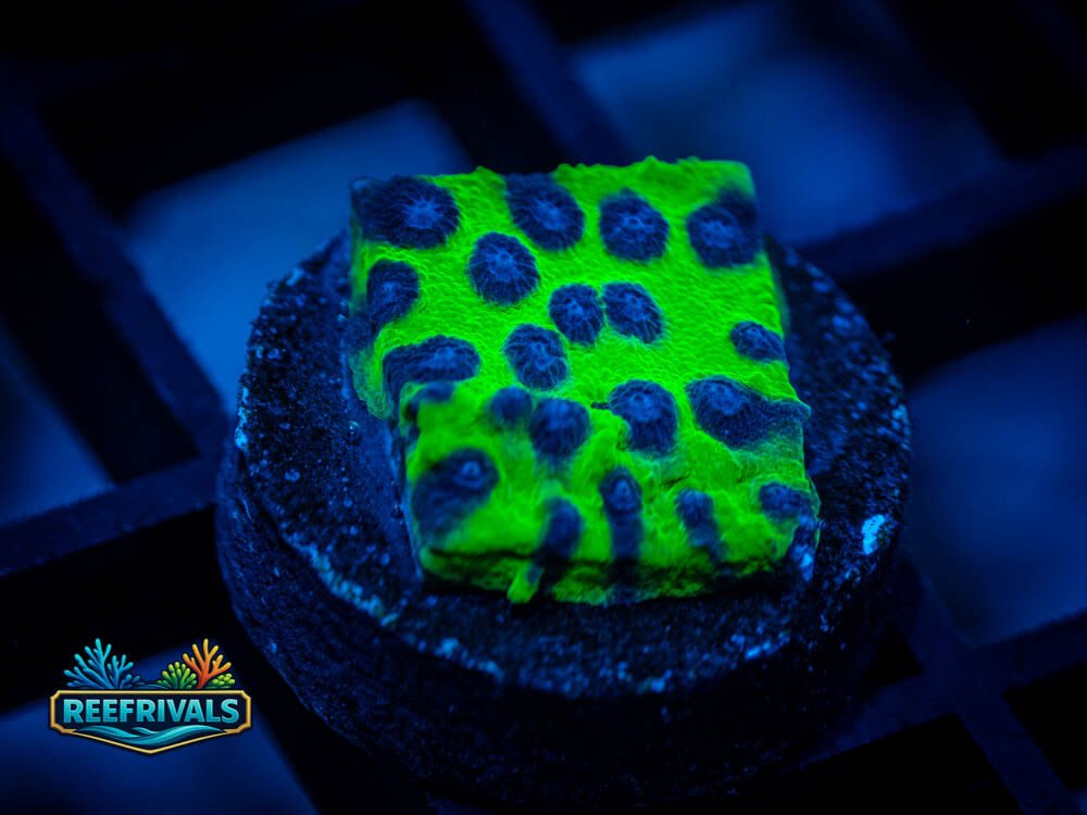 WWC Mardi Gras Cyphastrea coral image from ReefRivals, listed as Cyphastrea sp. and Encrusting