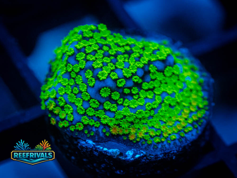 ECC Pokerstar Monti coral image from ReefRivals, listed as Montipora sp. and Montis