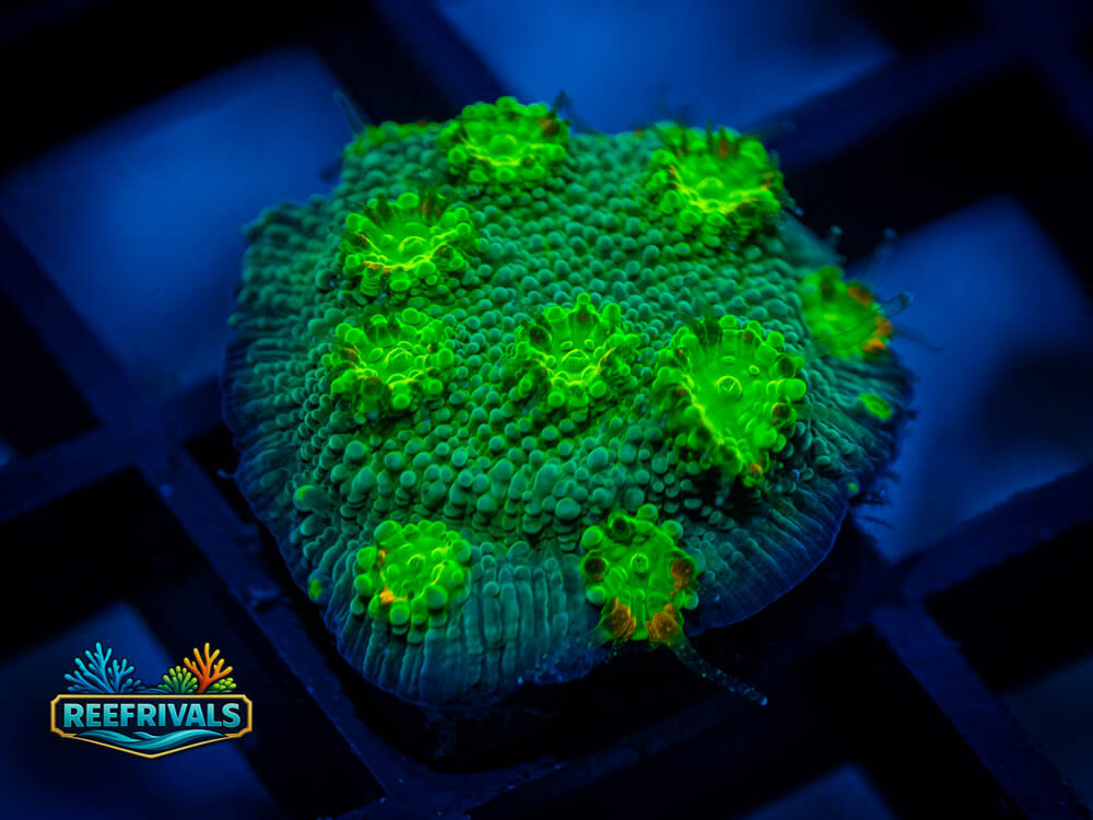 ECC Hollywood Stunner coral image from ReefRivals, listed as Echinopora sp. and LPS Fleshy