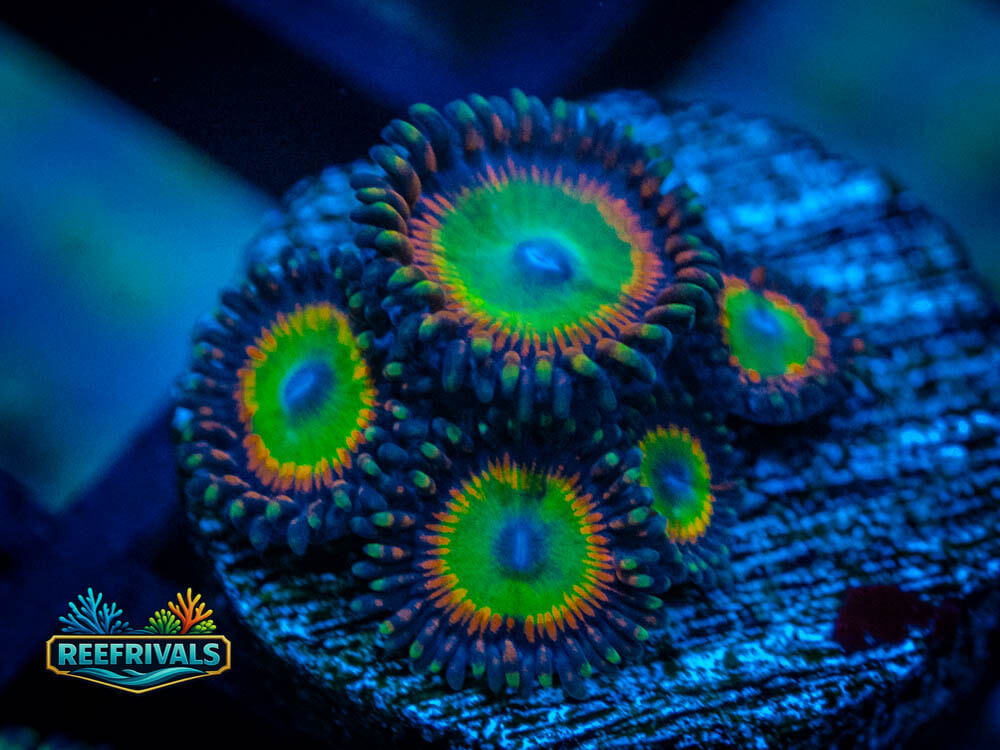 ECC Bowser Zoa coral image from ReefRivals, listed as Zoanthus sp. and Zoas