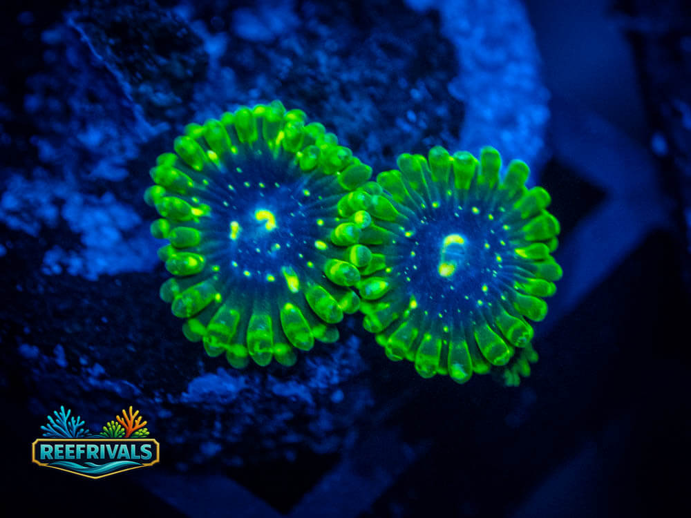 OG Exosphere Zoa coral image from ReefRivals, listed as Zoanthus sp. and Zoas