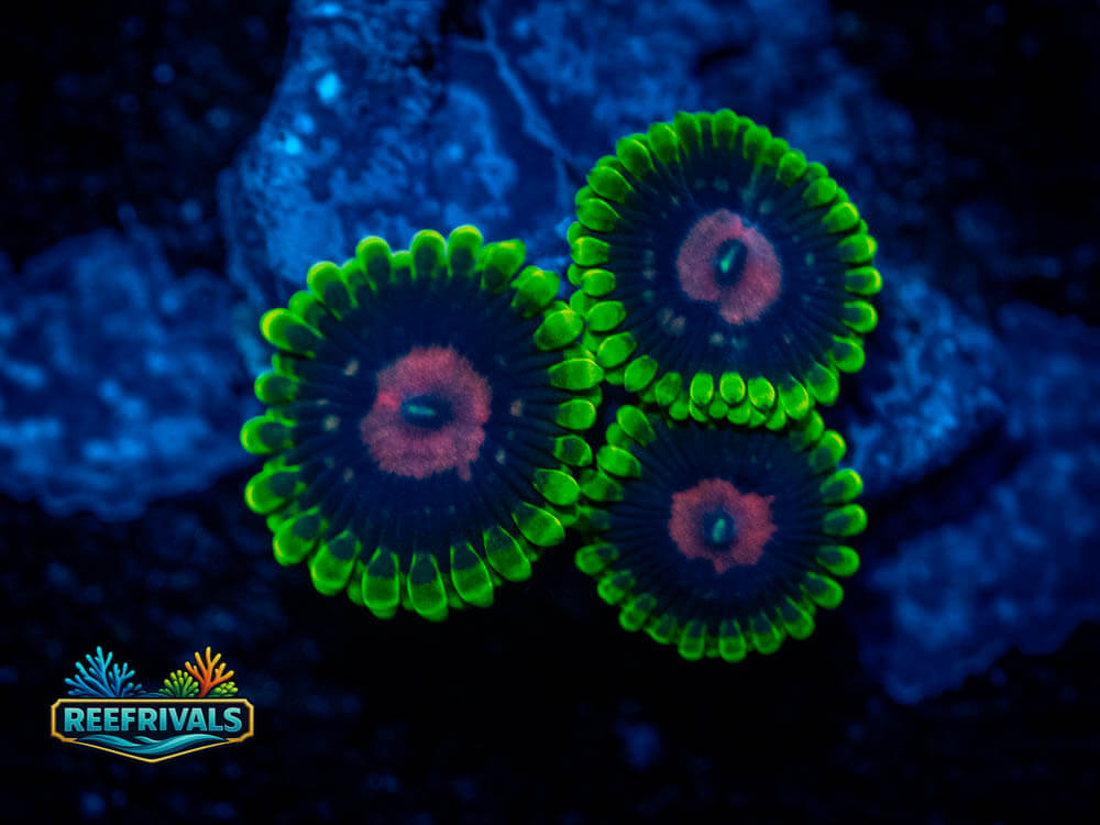 TSA Scarlet Fever Zoa WYSIWYG coral image | ReefRivals TSA Scarlet Fever Zoa coral image from ReefRivals, listed as Zoanthus sp. and Zoas