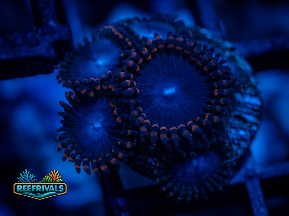 ECC Black Superman Zoa coral image from ReefRivals, listed as Zoanthus sp. and Zoas