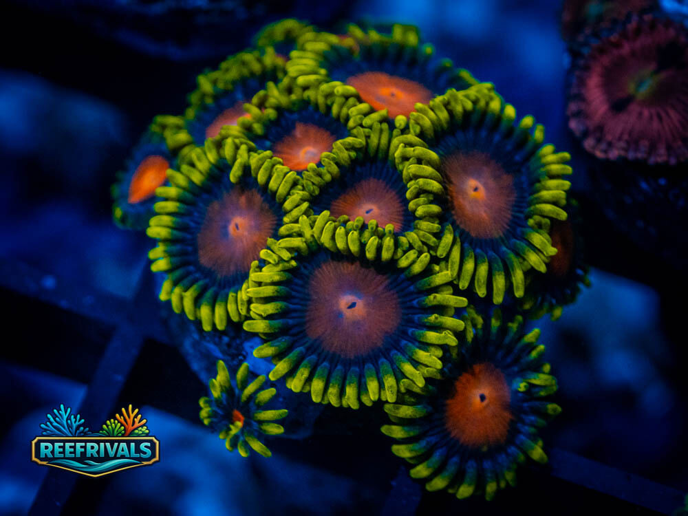 ECC Yellow Brick Road Zoa WYSIWYG coral image | ReefRivals ECC Yellow Brick Road Zoa coral image from ReefRivals, listed as Zoanthus sp. and Zoas