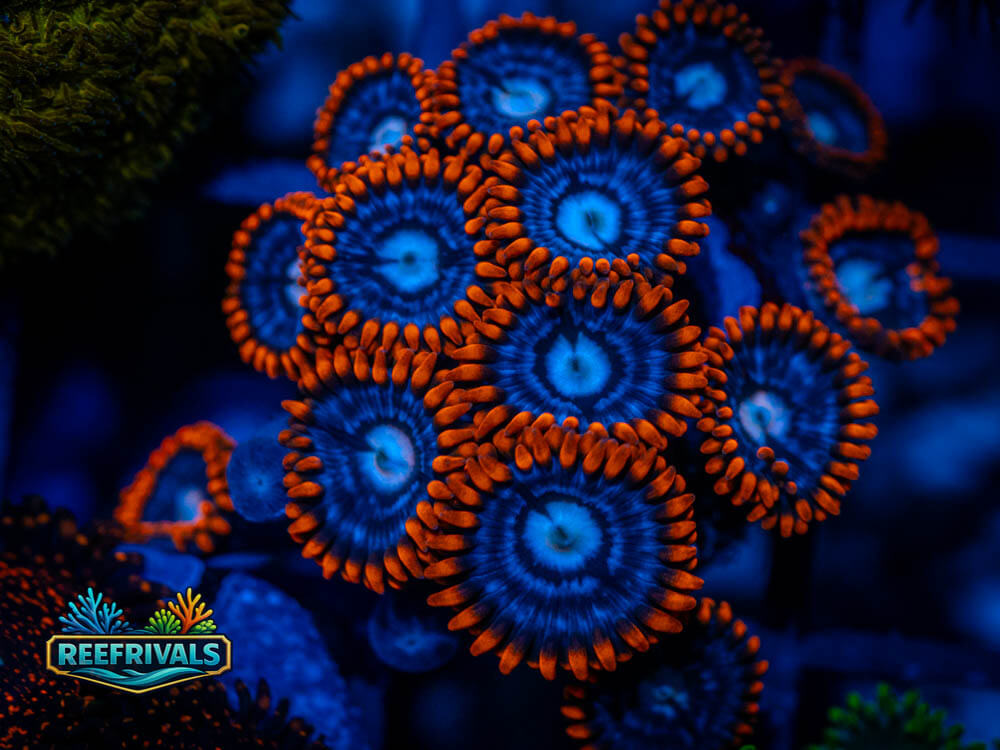 WWC Snitches Zoa coral image from ReefRivals, listed as Zoanthus sp. and Zoas