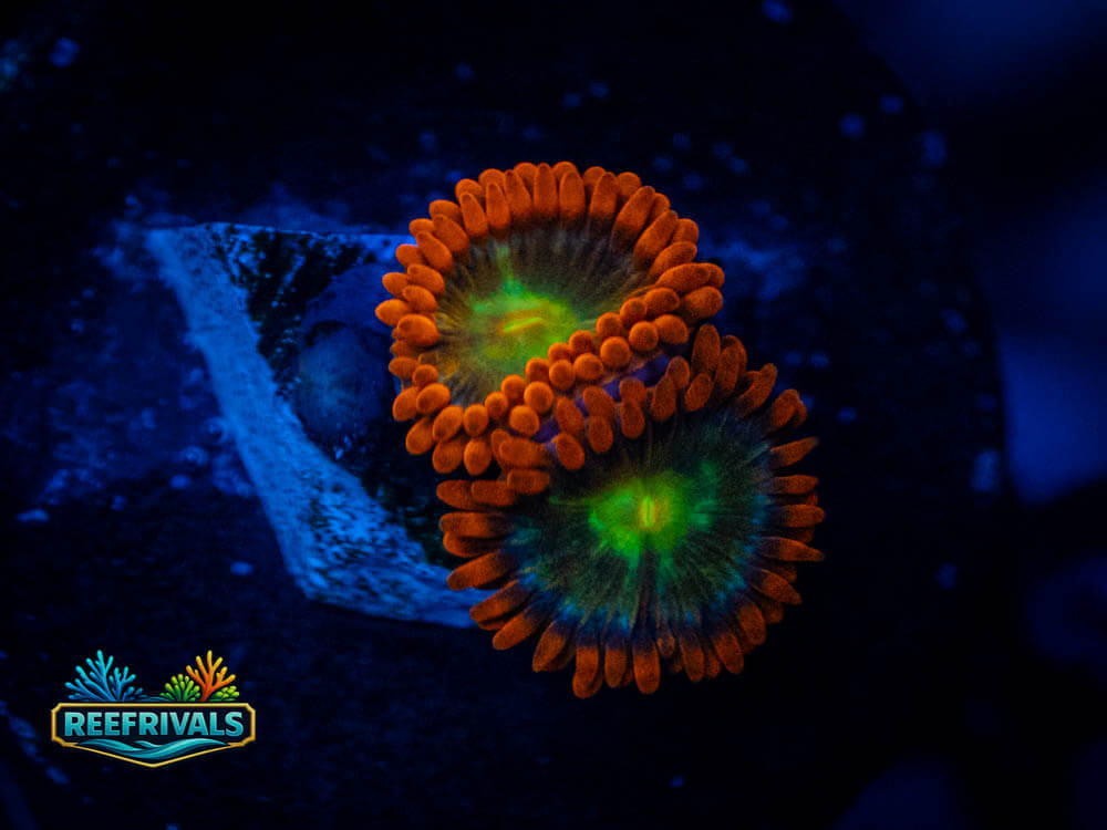 TSA Solar Fusion Zoa WYSIWYG coral image | ReefRivals TSA Solar Fusion Zoa coral image from ReefRivals, listed as Zoanthus sp. and Zoas