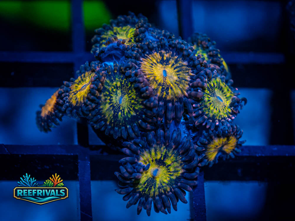 ECC Pandora Zoa coral image from ReefRivals, listed as Zoanthus sp. and Zoas