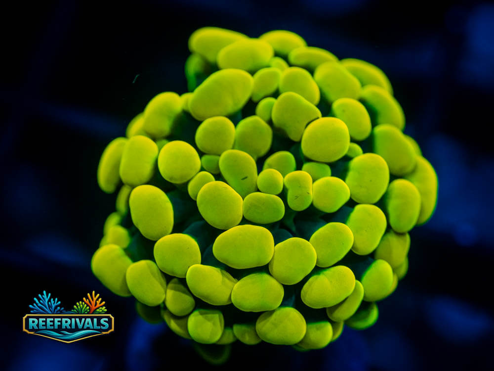 ECC Lemon Drop Hammer coral image from ReefRivals, listed as Euphyllia sp. and Hammers