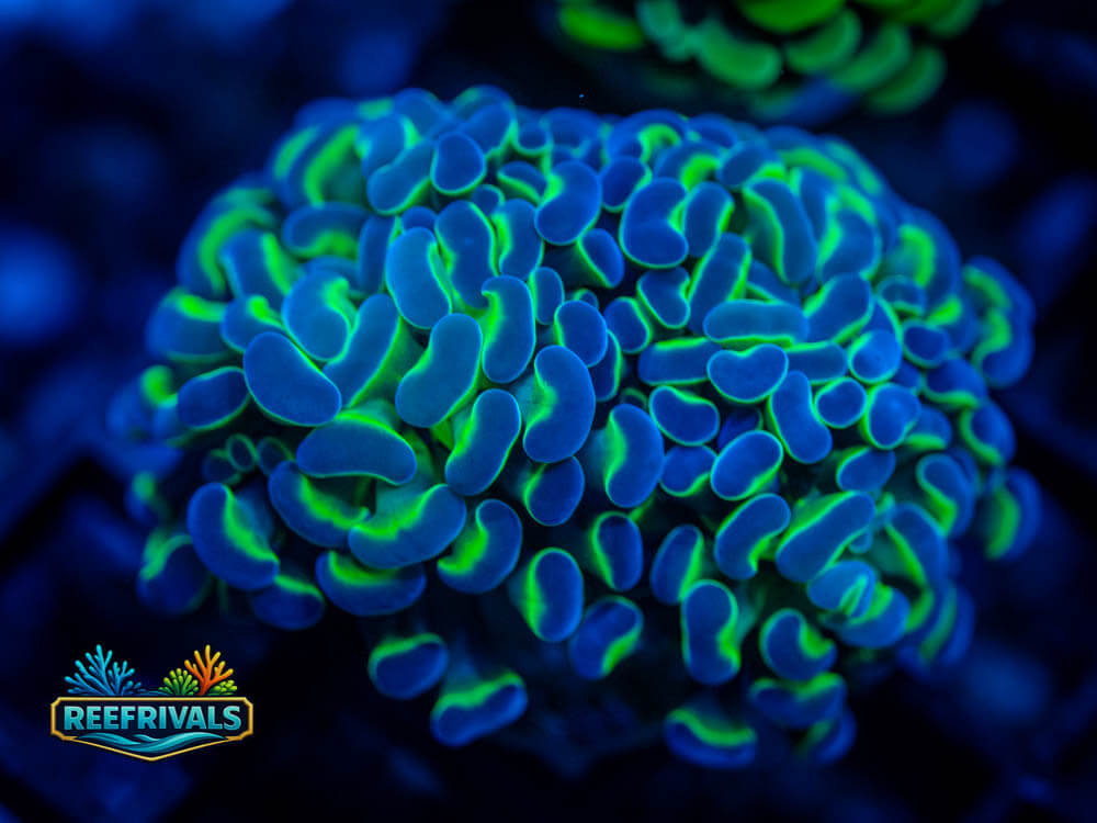 ARC Neon Bi-Color Hammer WYSIWYG coral image | ReefRivals ARC Neon Bi-Color Hammer coral image from ReefRivals, listed as Euphyllia ancora and Hammers