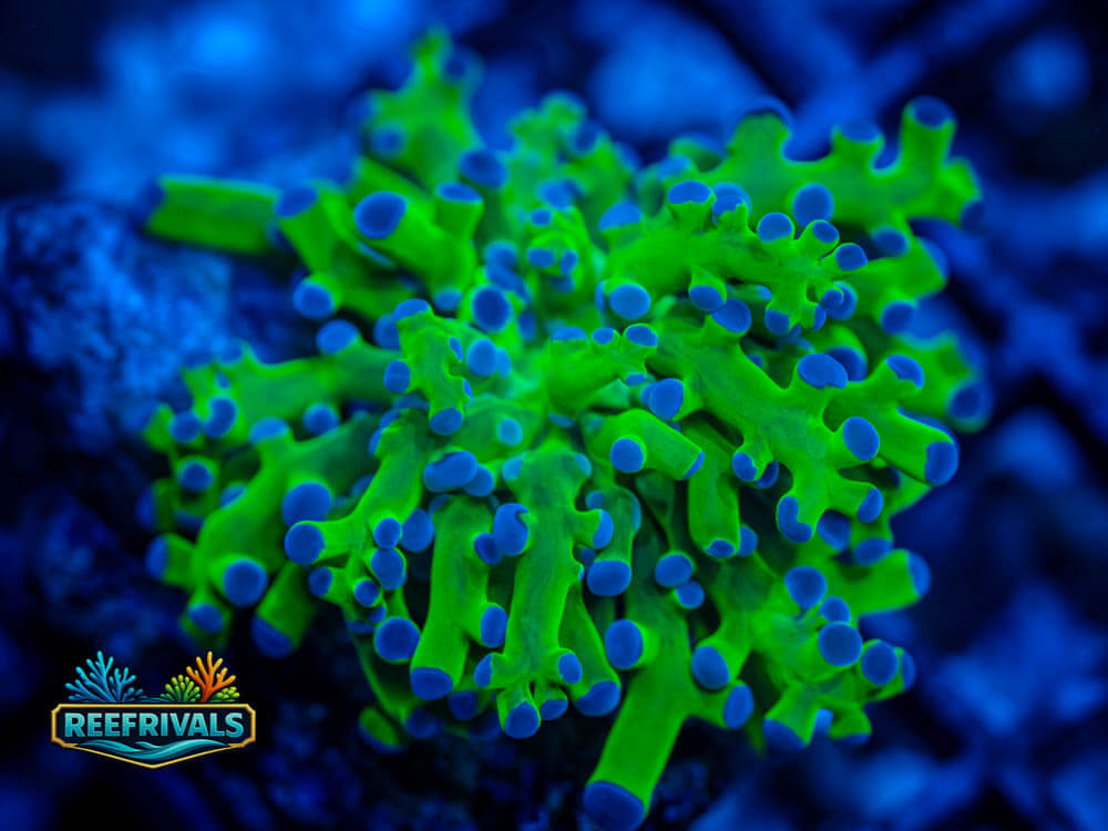 ARC Neon Bi-Color Frogspawn coral image from ReefRivals, listed as Euphyllia sp. and Frogspawn