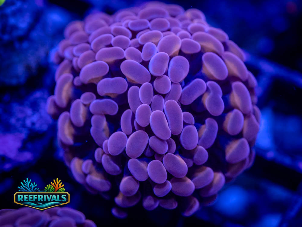 RVL Pink Cadillac Hammer WYSIWYG coral image | ReefRivals RVL Pink Cadillac Hammer coral image from ReefRivals, listed as Euphyllia ancora and Hammers