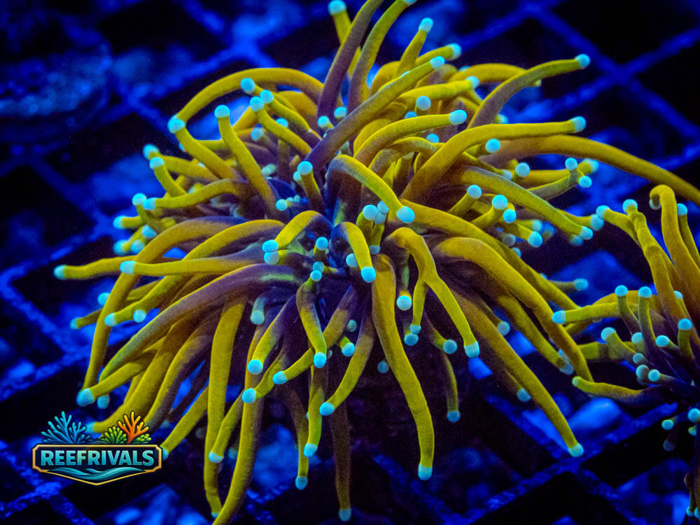 ECC Golden Dragon Torch WYSIWYG coral image | ReefRivals ECC Golden Dragon Torch coral image from ReefRivals, listed as Euphyllia glabrescens and Torches