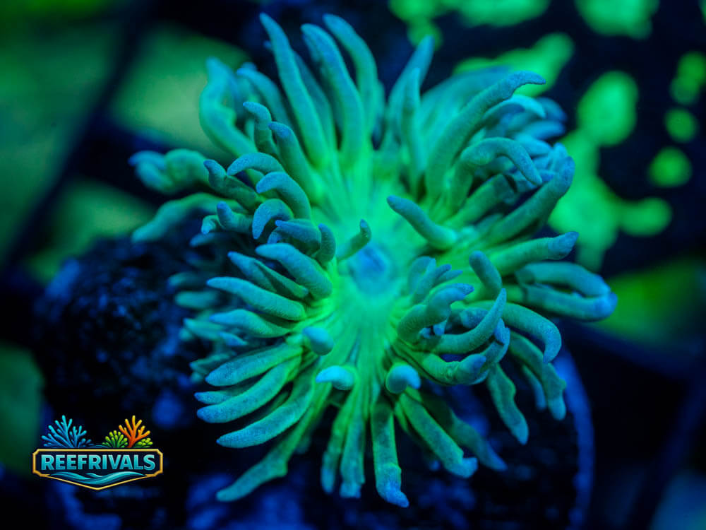 RVL Common Duncan coral image from ReefRivals, listed as Duncanopsammia axifuga and Duncans