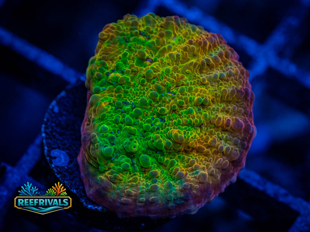 ECC Ludicrous Chalice coral image from ReefRivals, listed as Echinophyllia sp. and Chalices