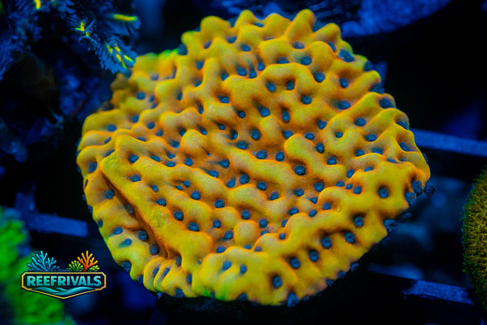 JF Beach Bum Monti coral image from ReefRivals, listed as Montipora sp. and Montis