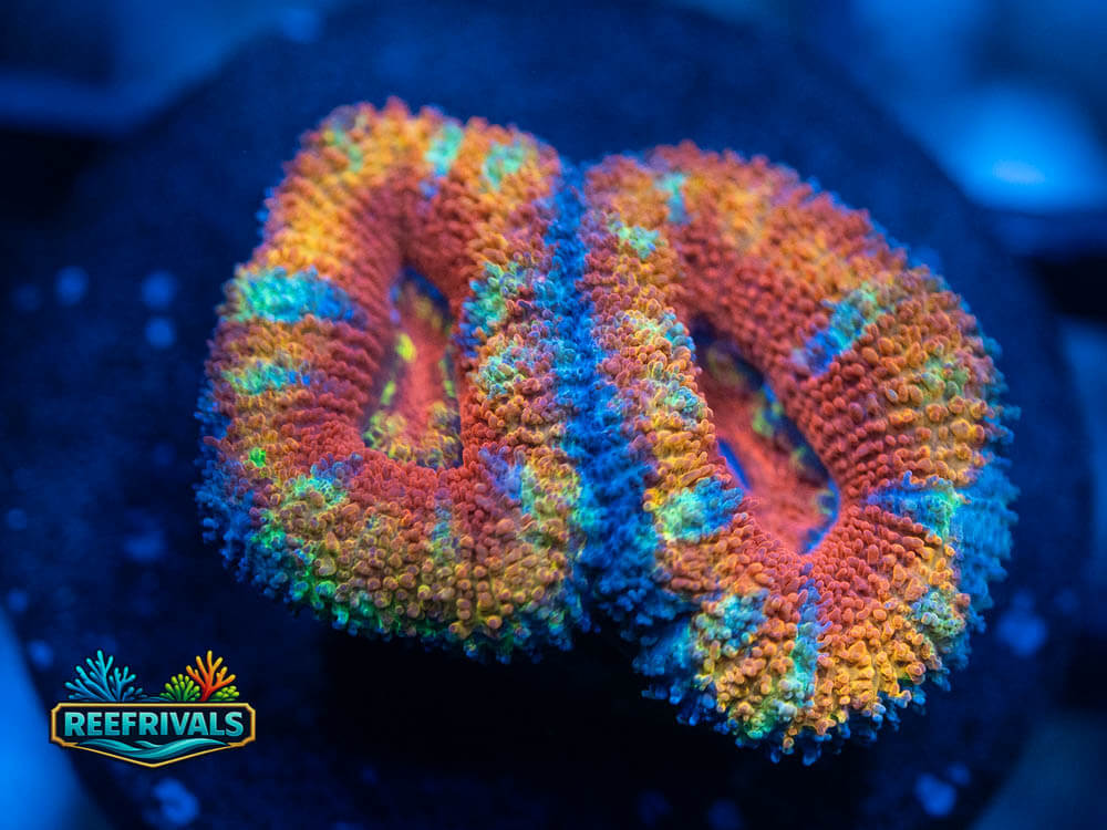 RVL Paradise Acan coral image from ReefRivals, listed as Acanthastrea lordhowensis and Acans