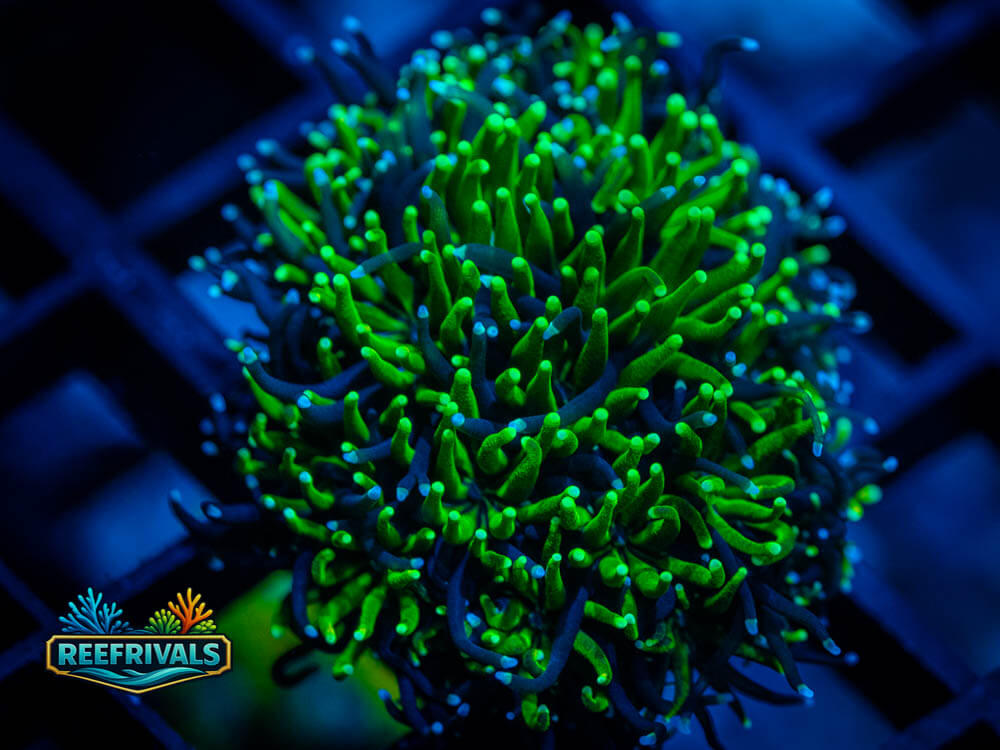 ECC Emerald Galaxea WYSIWYG coral image | ReefRivals ECC Emerald Galaxea coral image from ReefRivals, listed as Galaxea sp. and LPS Fleshy